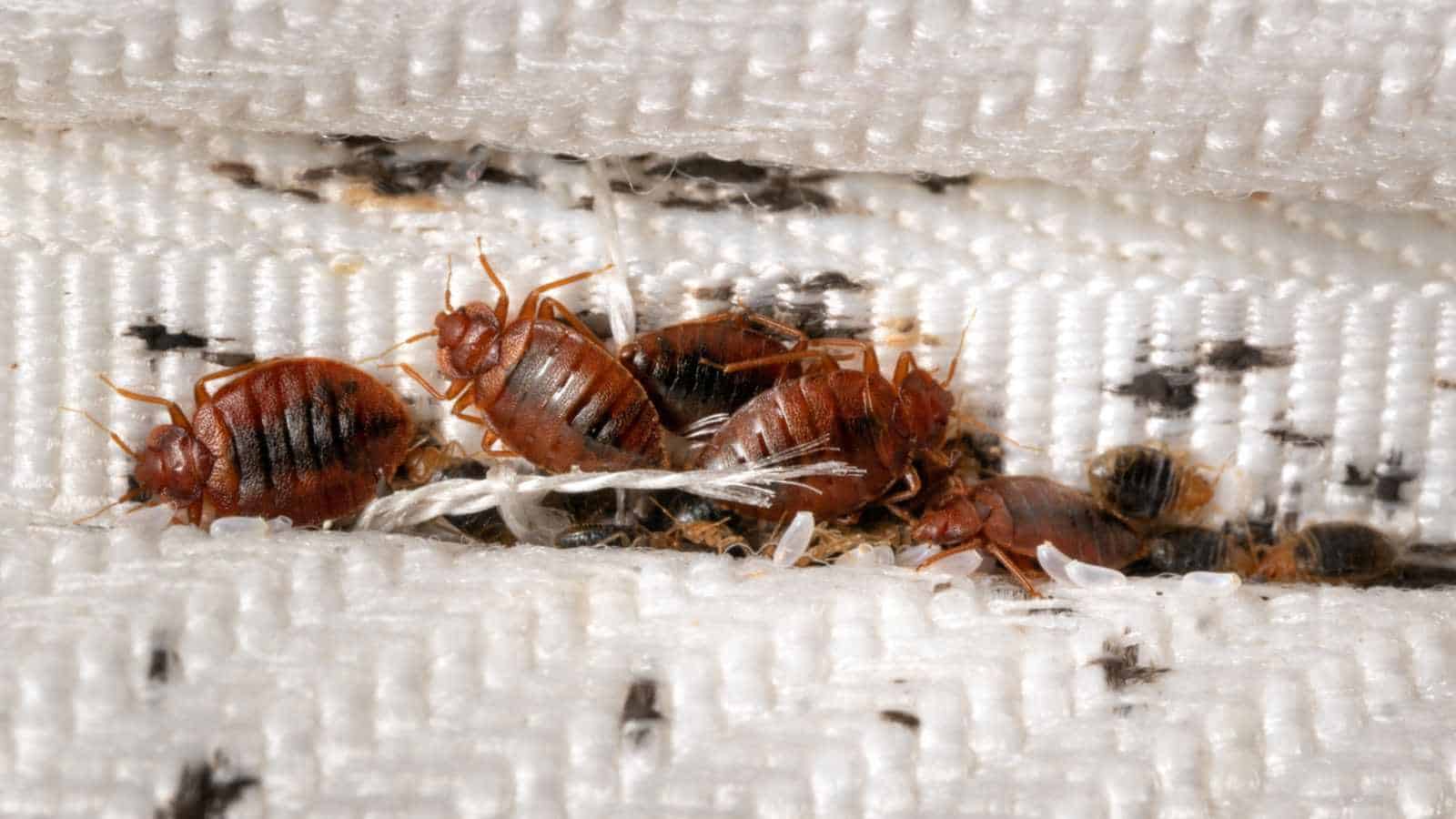 Bedbugs can spread within weeks    Source:Planet Natural