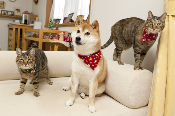 Doge