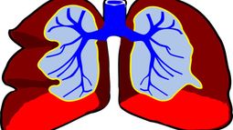 lungs