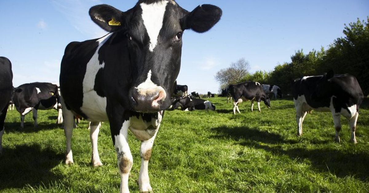 Australian Dairy Farms Group to develop facility to export high quality