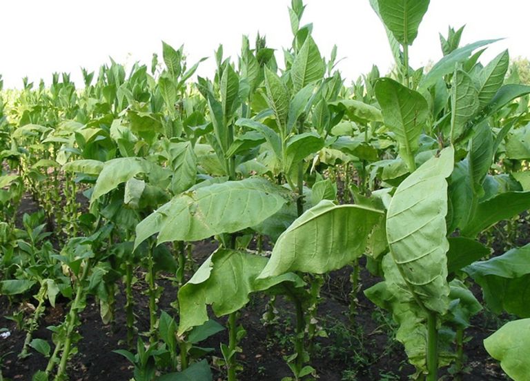 disadvantages of tobacco Health effects of smoking tobacco