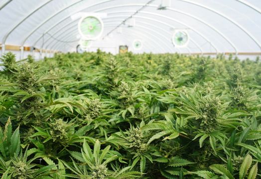 A marijuana greenhouse