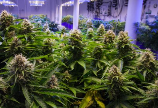 Cannabis flowers