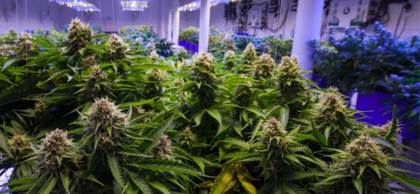 XPhyto Therapeutics focused on scientfic approach to cannabis in ...
