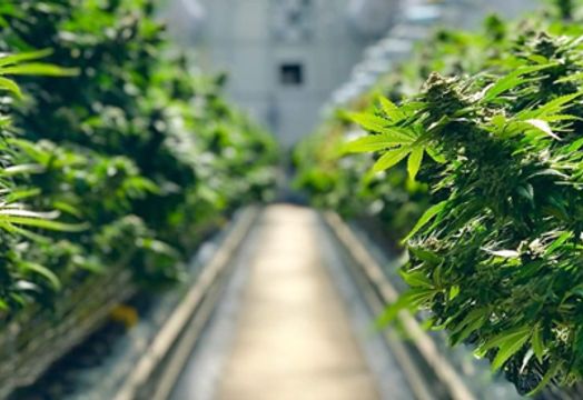 WeedMD facility 