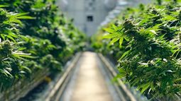 WeedMD facility 