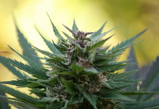 A marijuana plant