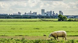 Sheep on field London in background