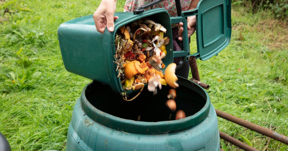 Sydney launches insect-based food waste upcycling project in New South ...