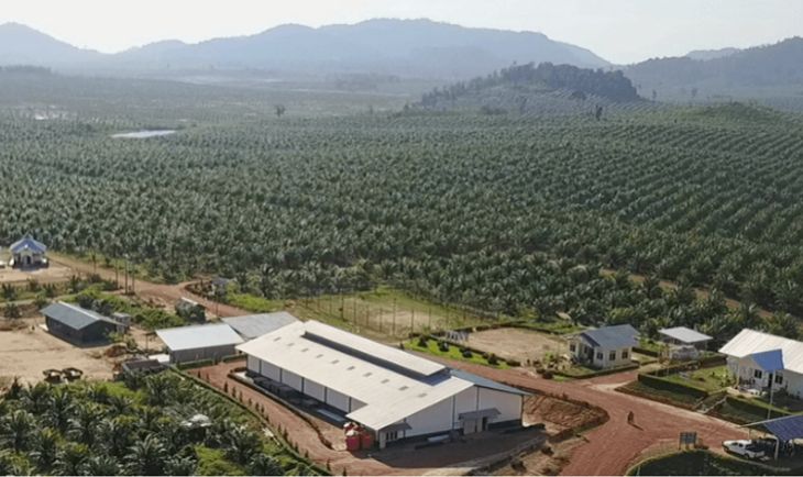 M.P. Evans Reports 78% Profit Surge, Boosts Dividend Amid Strong Palm Oil Production