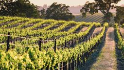 Sustainable Agriculture: Eden Research CEO Reveals Global Expansion Plans and Launch in California