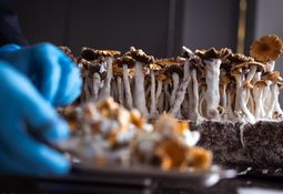 Filament Health - Psychedelics on the brink of breakthrough: key clinical trials to watch in 2024