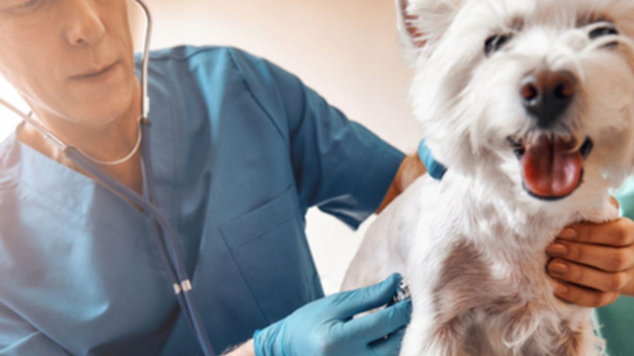 CVS downgraded as vet probe drums up concerns | AIM:CVSG