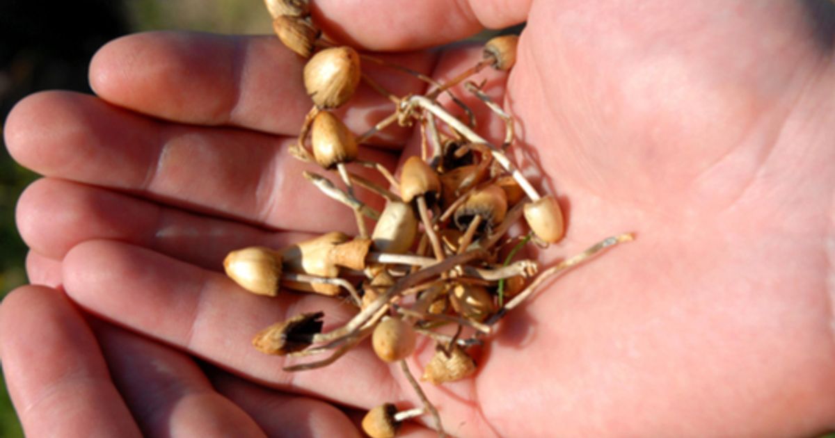 Just the Facts Tryptamine Therapeutics’ TRP8803 clears Phase 1b