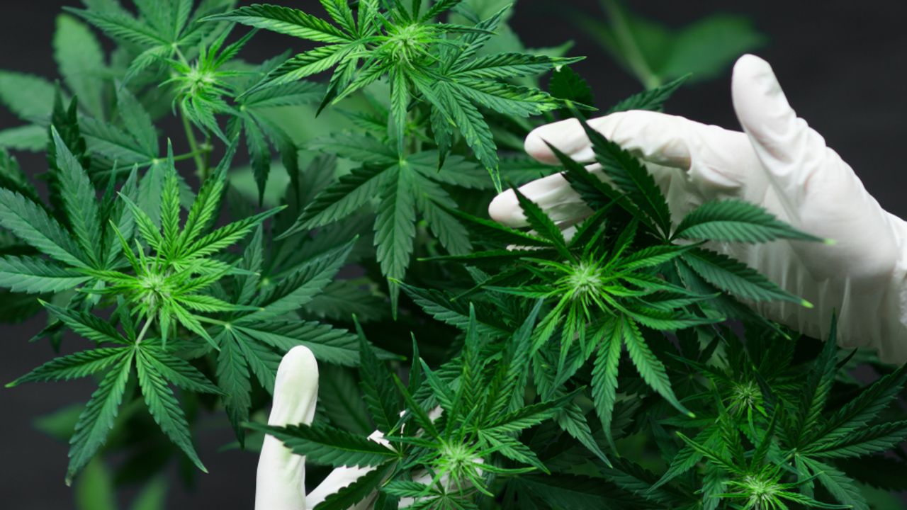 Tilray Inc - Tilray Brands narrows net loss but misses sales forecast for Q1