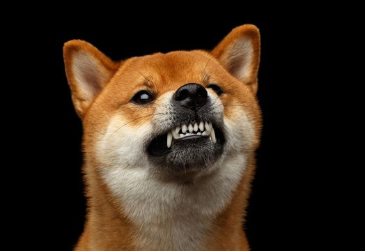 Shiba Inu dog