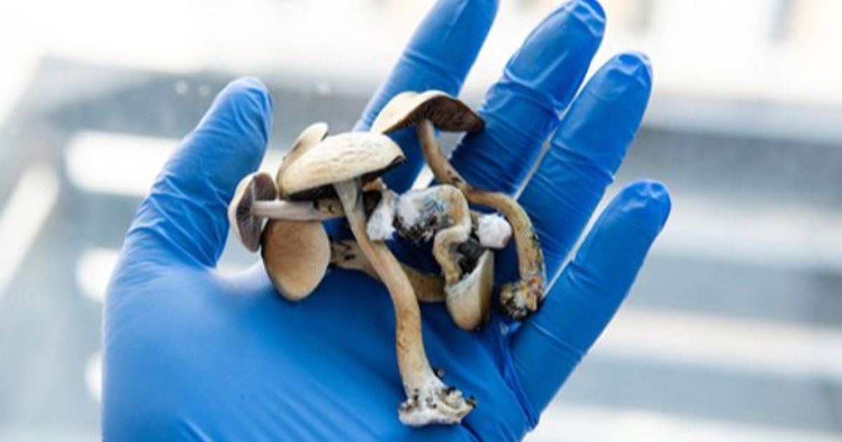 Year wrapped Tryptamine Therapeutics 2024 milestones, clinical