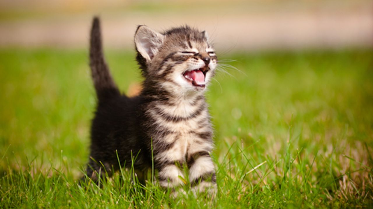 GameStop shares purr to life after Roaring Kitty posts cryptic Tweet ...