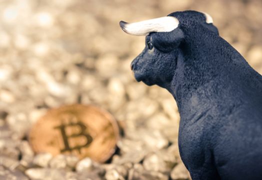 Bull staring at bitcoin