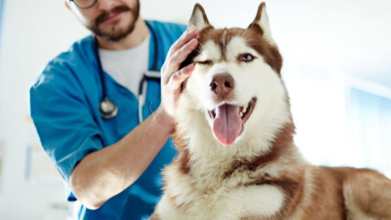 CVS Group earnings 'in line' with guidance as it awaits CMA outcome ...
