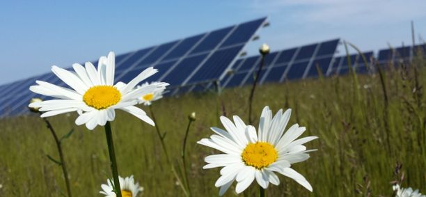 Bluefield solar panels in field with daisies