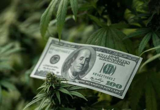 Simply Solventless Concentrates - Cannabis stocks poised for growth amid regulatory changes across North America, analysts say