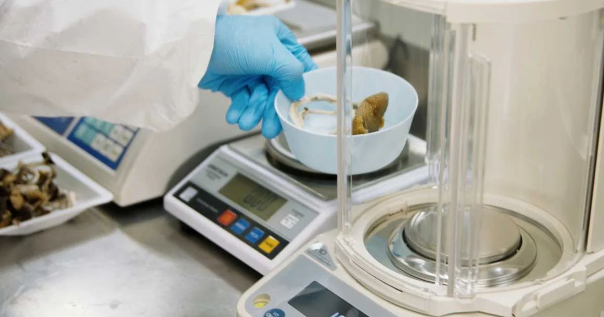 Bioxyne secures £850,000 funding to establish UK GMP cannabis facility