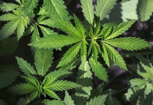 MTL Cannabis - Canopy Growth to acquire MTL Cannabis, expanding Qu&eacute;bec presence
