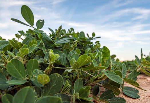 MustGrow wins Georgia approval for TerraSante biofertility product