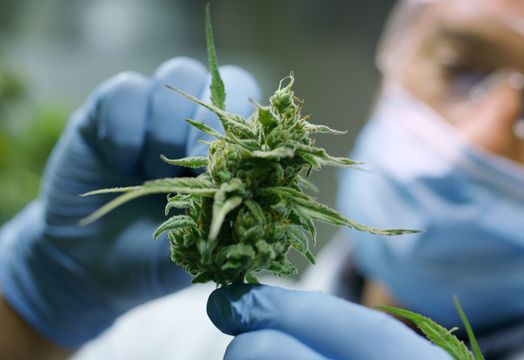 EnWave Corp - EnWave targets Europe&rsquo;s cannabis market with Swiss trial &ndash; ICYMI 
