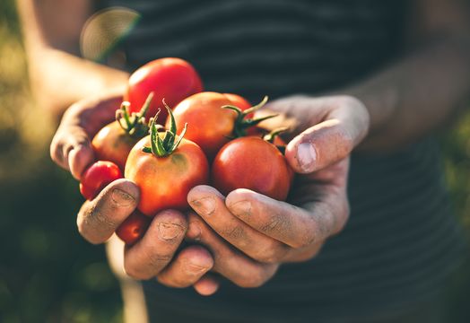 United Natural Foods - 