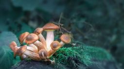 AtaiBeckley Inc. - AtaiBeckley acquisition highlights growing Big Pharma interest in psychedelics, says Jefferies