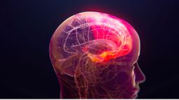 Actinogen Medical Ltd - Actinogen Medical targets Alzheimer&rsquo;s treatment gap with oral Xanamem ahead of pivotal readout