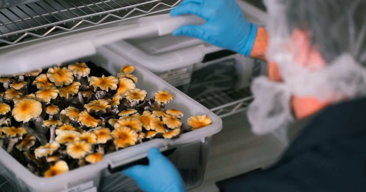 Rhelion Life Sciences advances clinical footprint with University of Washington psilocybin supply deal