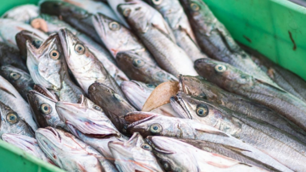 Hilton Food sinks to decade low as 2026 guidance cut on fish issues ...