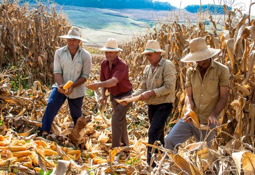 Corn farmers