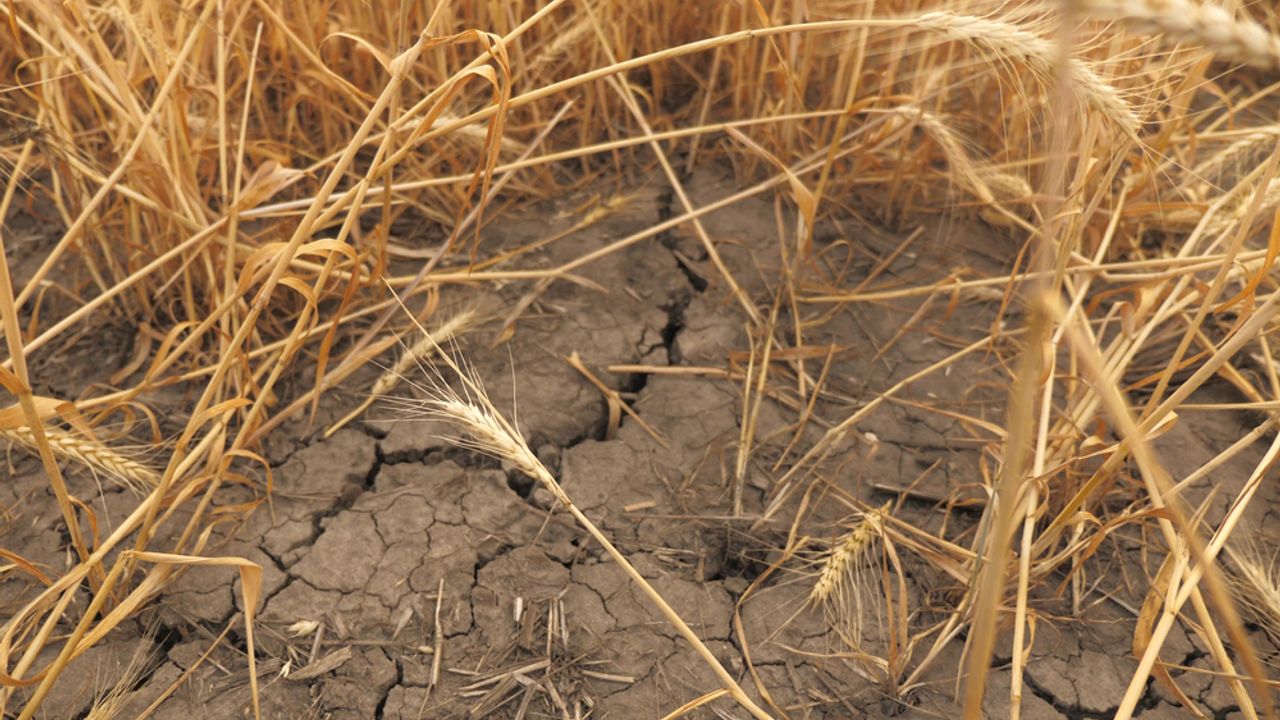 Diageo PLC - Brewers could face profit hit from barley drought risk, Barclays warns