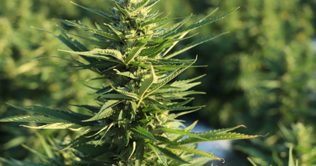 Hemptown USA strikes agreements to acquire hemp brands Hempacco Company and Pacifica Premiums