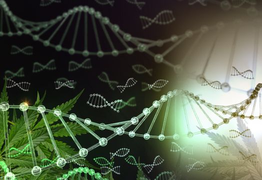 Zelira Therapeutics Ltd - Zelira Therapeutics accelerates towards commercialisation in 2020