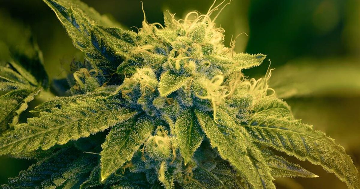 Australis Capital Inc is scaling up its award-winning brands across US and global cannabis markets - Vimarsana News