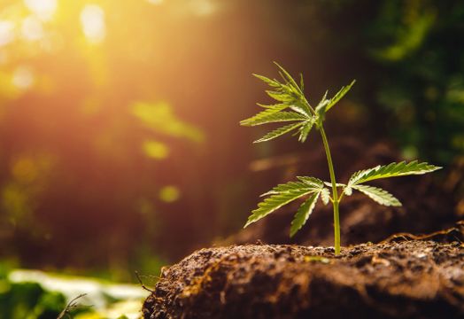 Heritage Cannabis Holdings Corp. - 