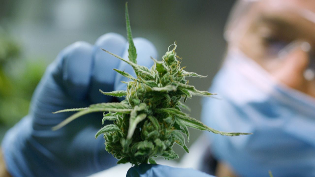 Botanical Holdings raises £4.5mln to expand facilities and prepare for ...