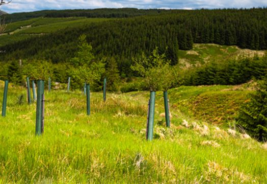 Foresight Sustainable Forestry to list in London 