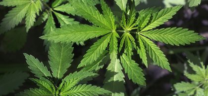 Bhang announces expanded partnership with US-based Trulieve Cannabis |  CSE:BHNG, OTCQB:BHNGF