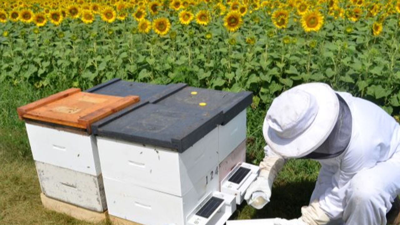 Bee Vectoring Technologies delivers patented organic pesticides with ...