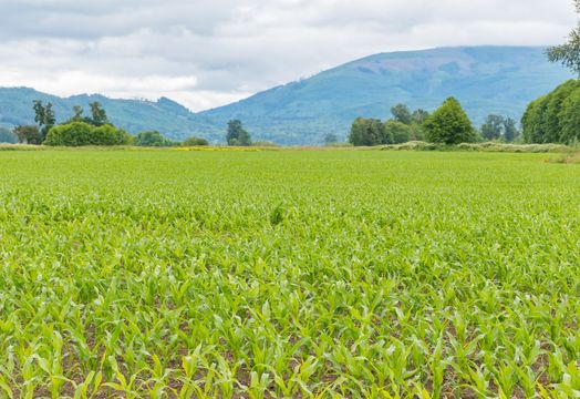 Crops