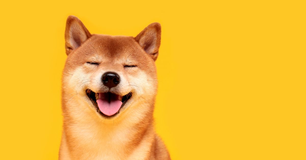 Shiba best sale inu a