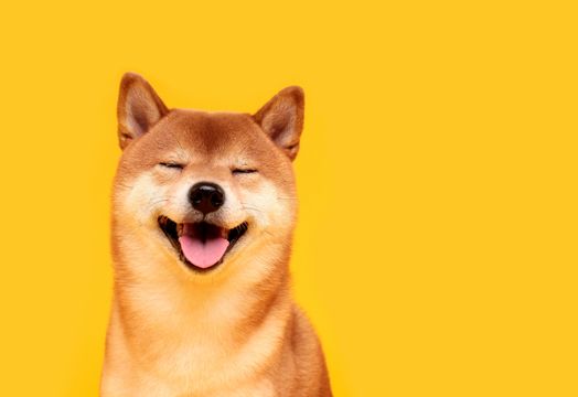 Shiba Inu
