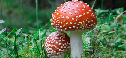Psyched Wellness Ltd is turning the instantly-recognizable Amanita muscaria  into a health and wellness product