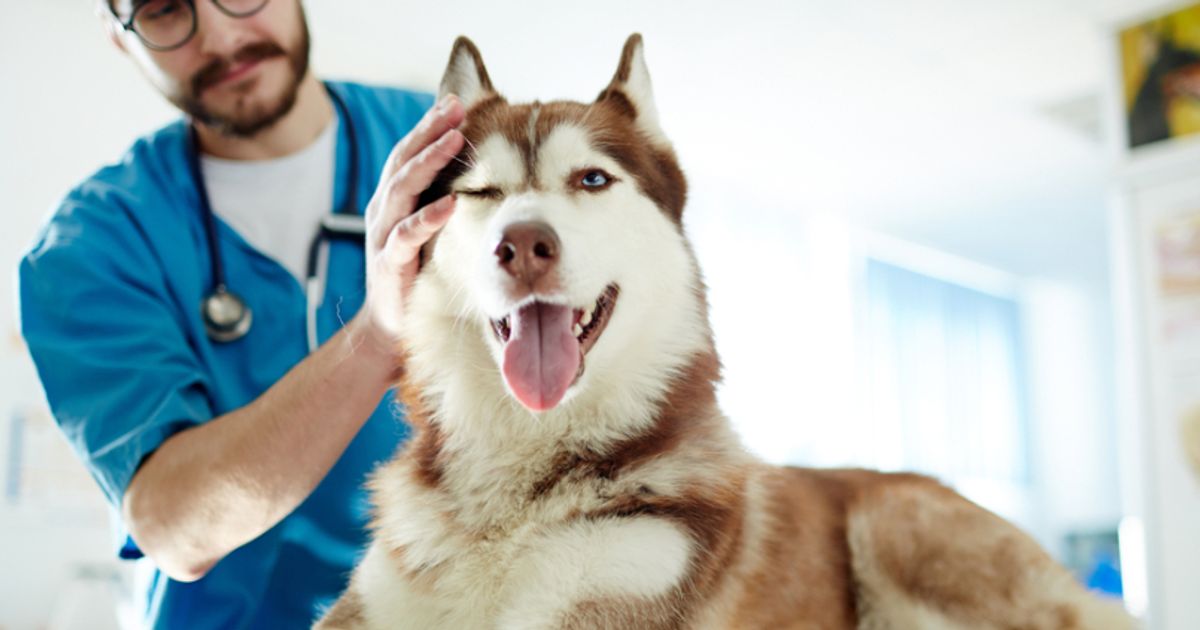 LexaGene says its largest study validates accuracy of its veterinary ...
